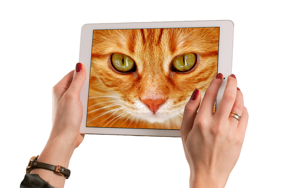 Tierkommunikationsausbildung, Fernschlehrgang, online erlernen
