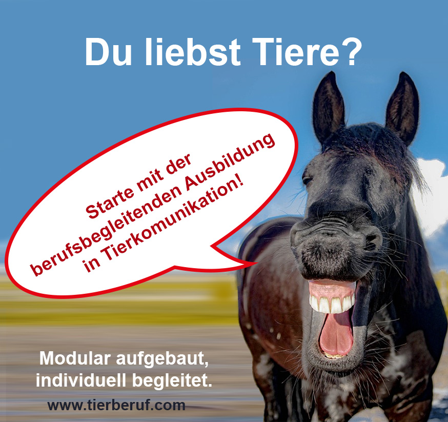 Tierberuf, Ausbildung, Schule, berufsbegleitend