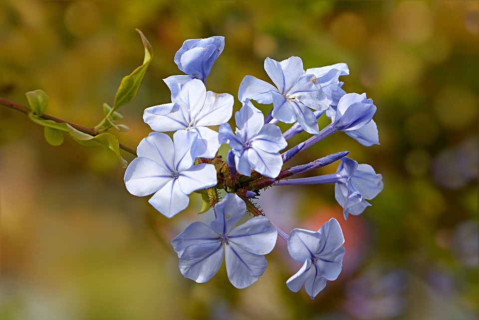 Bachblüten Ausbildung - Nina Vogt