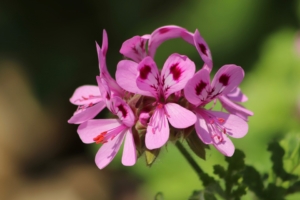 Aromatherapie und ätherische Öle wie Rosengeranie für Tiere