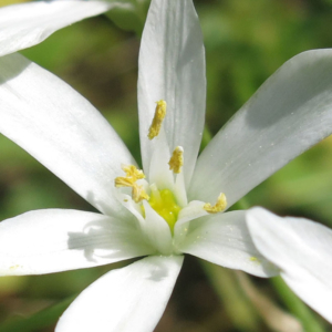 Bachblüte Star of Bethlehem